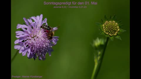 Sonntagspredigt für den 01. Mai