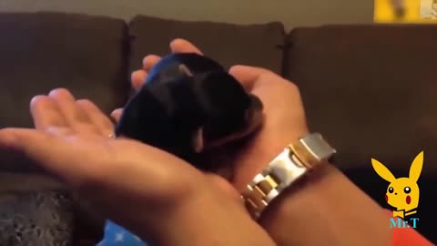 Funny and adorable videos of pets