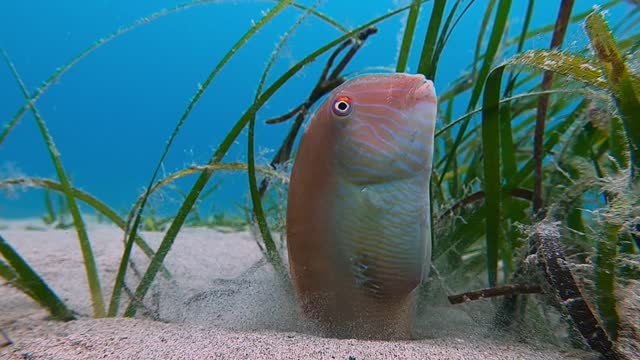 Sultan of the Sea Emerging from the Sand