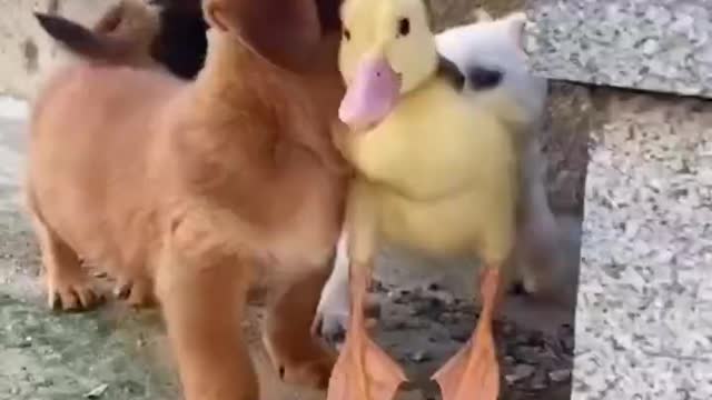 Dog 🦆