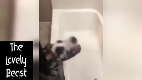 Dog doing Funny Sh*t 😂🤣