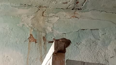 What do you think of this bird?