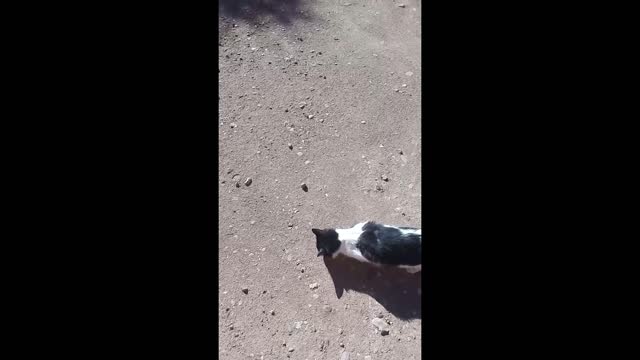 Cat The Soil