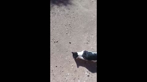 Cat The Soil