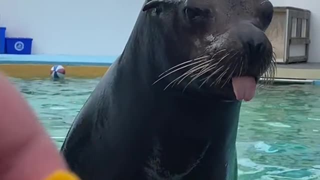 No other unique animal seal