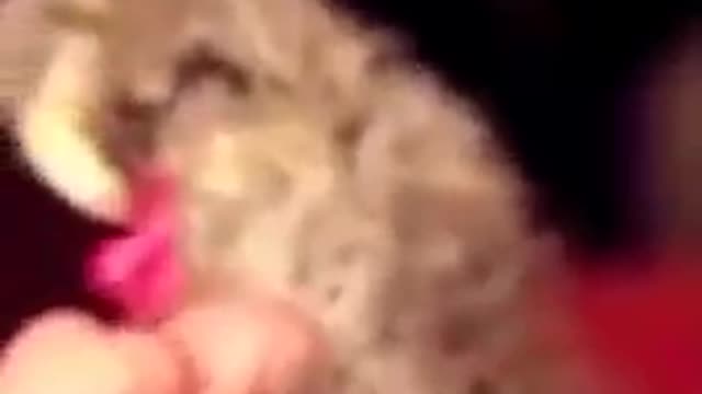 Animal stuff #Shorts #viral #virals #dogs #animals #cat.