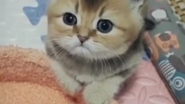 soo cute cute kitty cat training