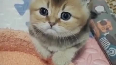 soo cute cute kitty cat training