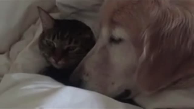 Harmony and friendship