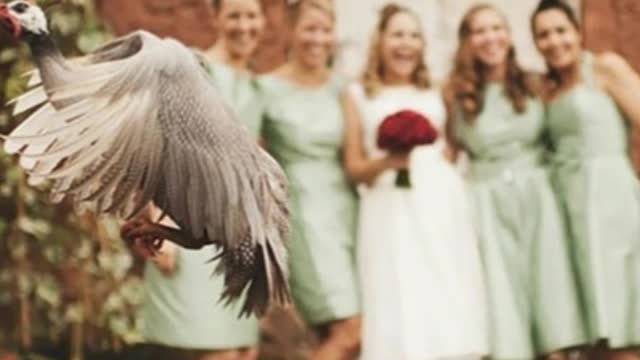 Compilation Of Hilarious Wedding Photobombs