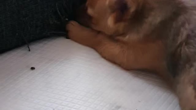 The puppy bit the sofa.