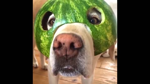dog funny moment everything
