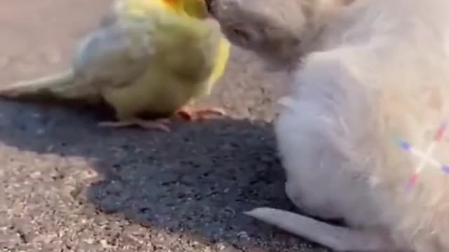 Naughty parrot bullying the puppy