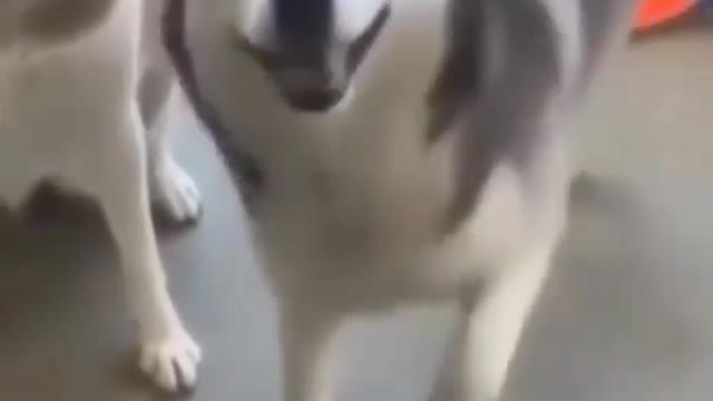 Dancer husky🐕| funny cats and dog