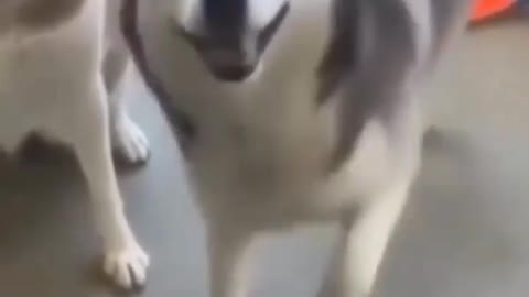 Dancer husky🐕| funny cats and dog