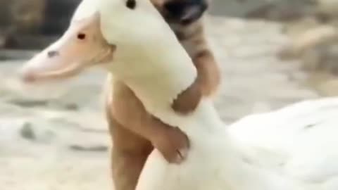 Duck and cute dogs baby