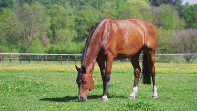 Watch this beautiful horse He grazes the grass. High accuracy