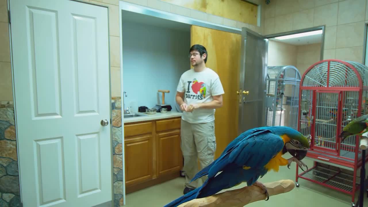 Parrot morning Exercise flight training routine