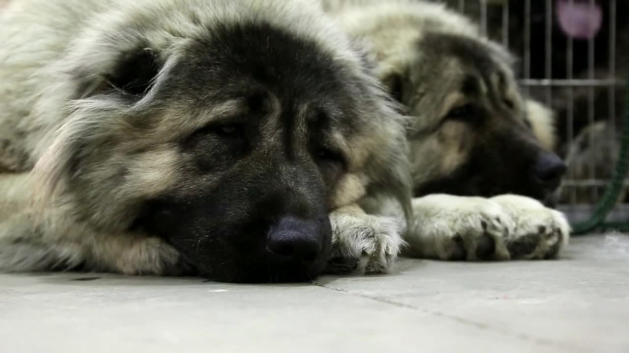 Couple of caucasian shepherd dogs