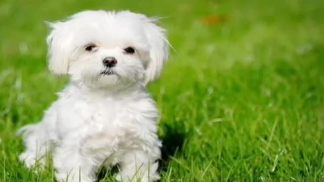 ten small, fluffy puppies that you will love.