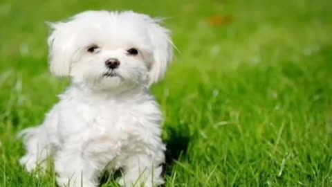 ten small, fluffy puppies that you will love.