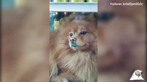 Funny Dogs From TIK-TOK