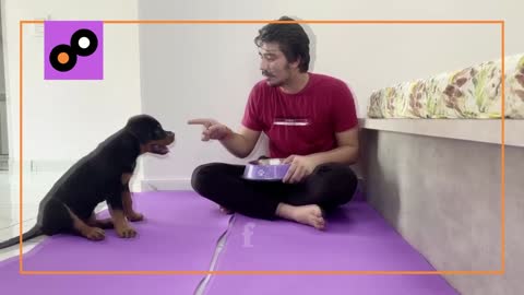 Part 4 OLD ROTTWEILER PUPPY TRAINING, BEST TRAINING FOR DOG, SHORT PUPPY TRAINING