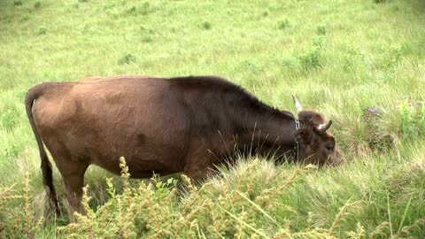 Cow on The Meadow, Sound - Beautiful Tinkling of Bells