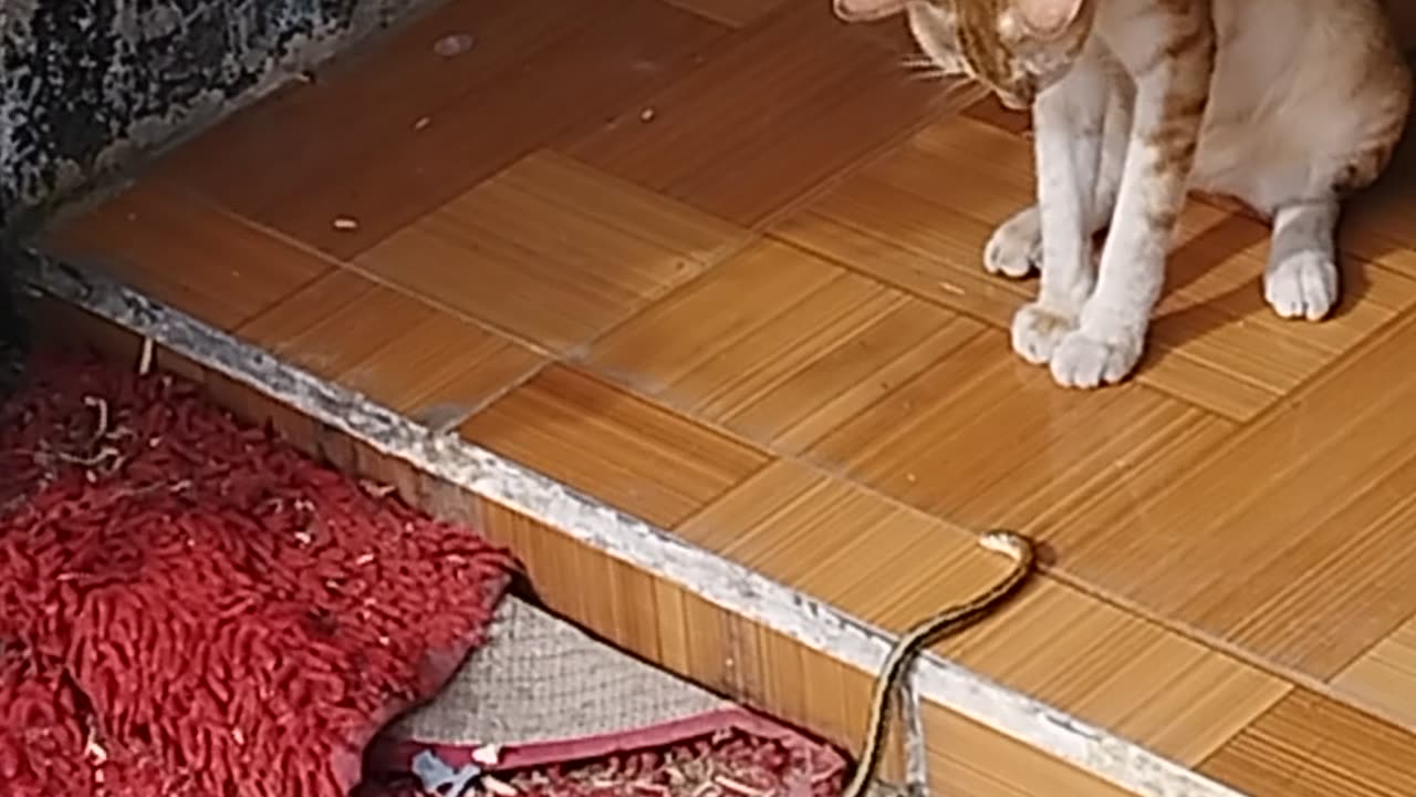 snake and cat battle