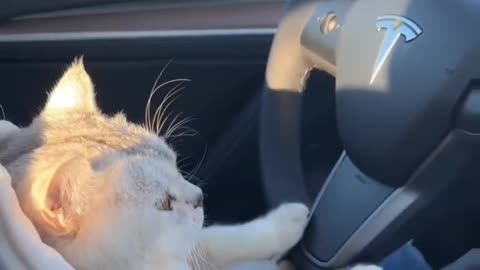 Cutest driver ever!