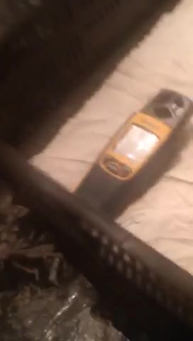 Ameraucana Chick Hatching