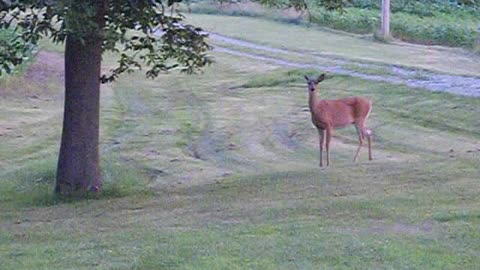 Caught this once in a lifetime video in Ohio