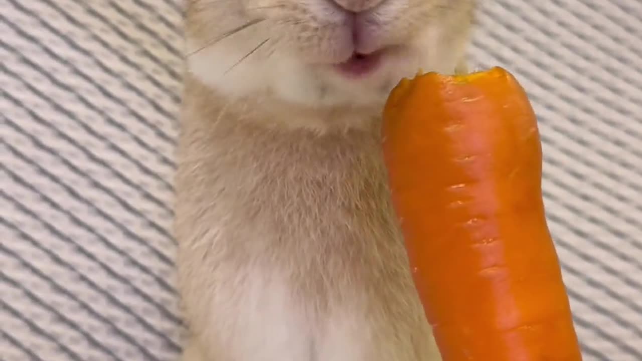 Rabit eating carrot