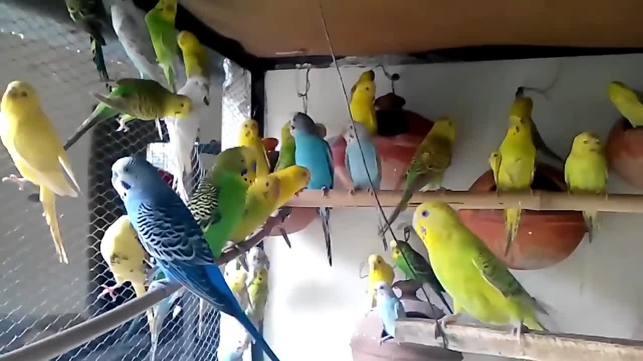 Budgies Parrots colony makes better benefit than cages_p5