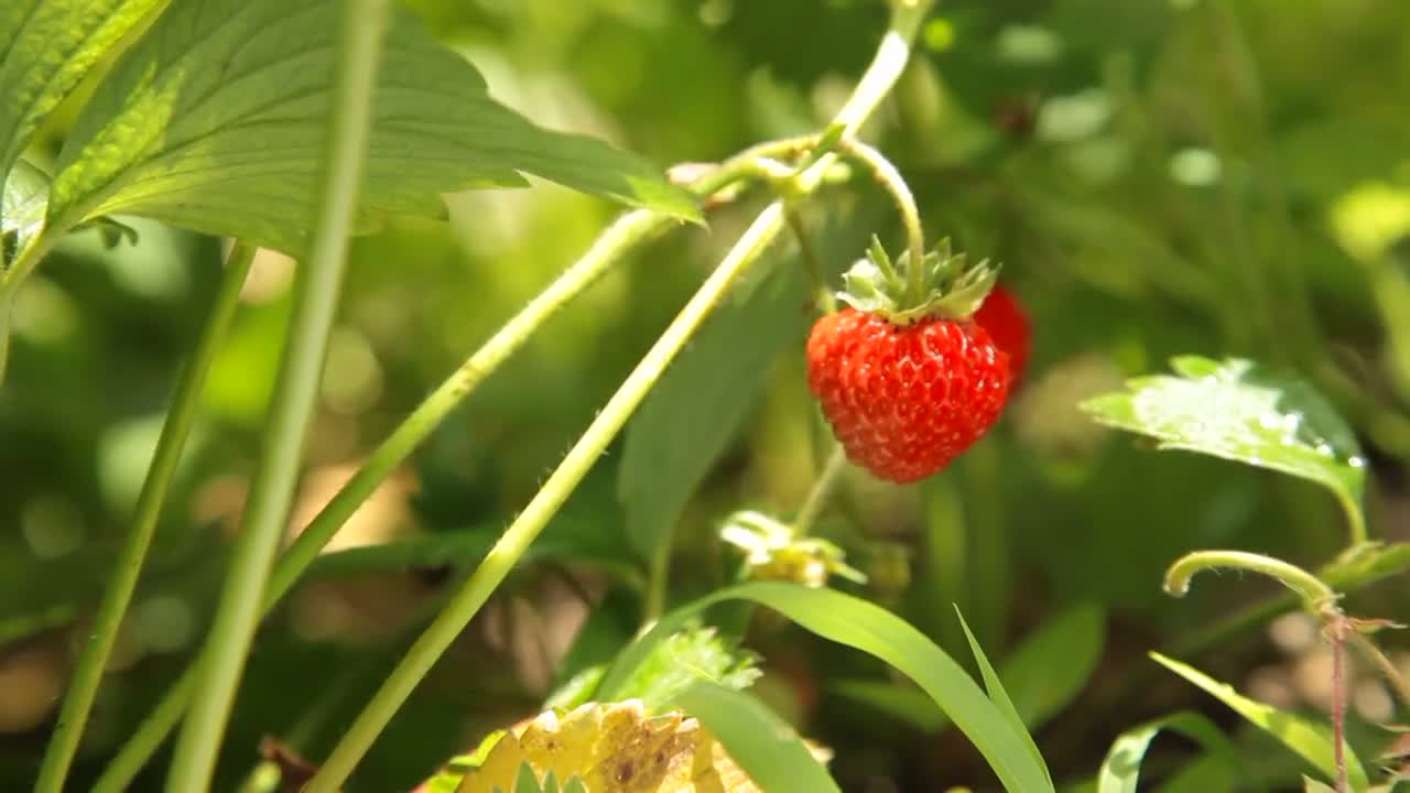 Picking garden to pick fresh attractive strawberries