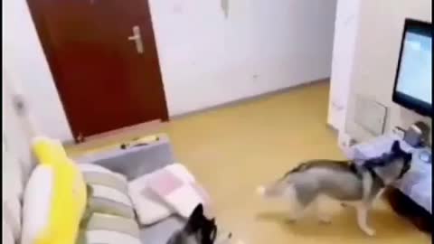 Funny smart dog