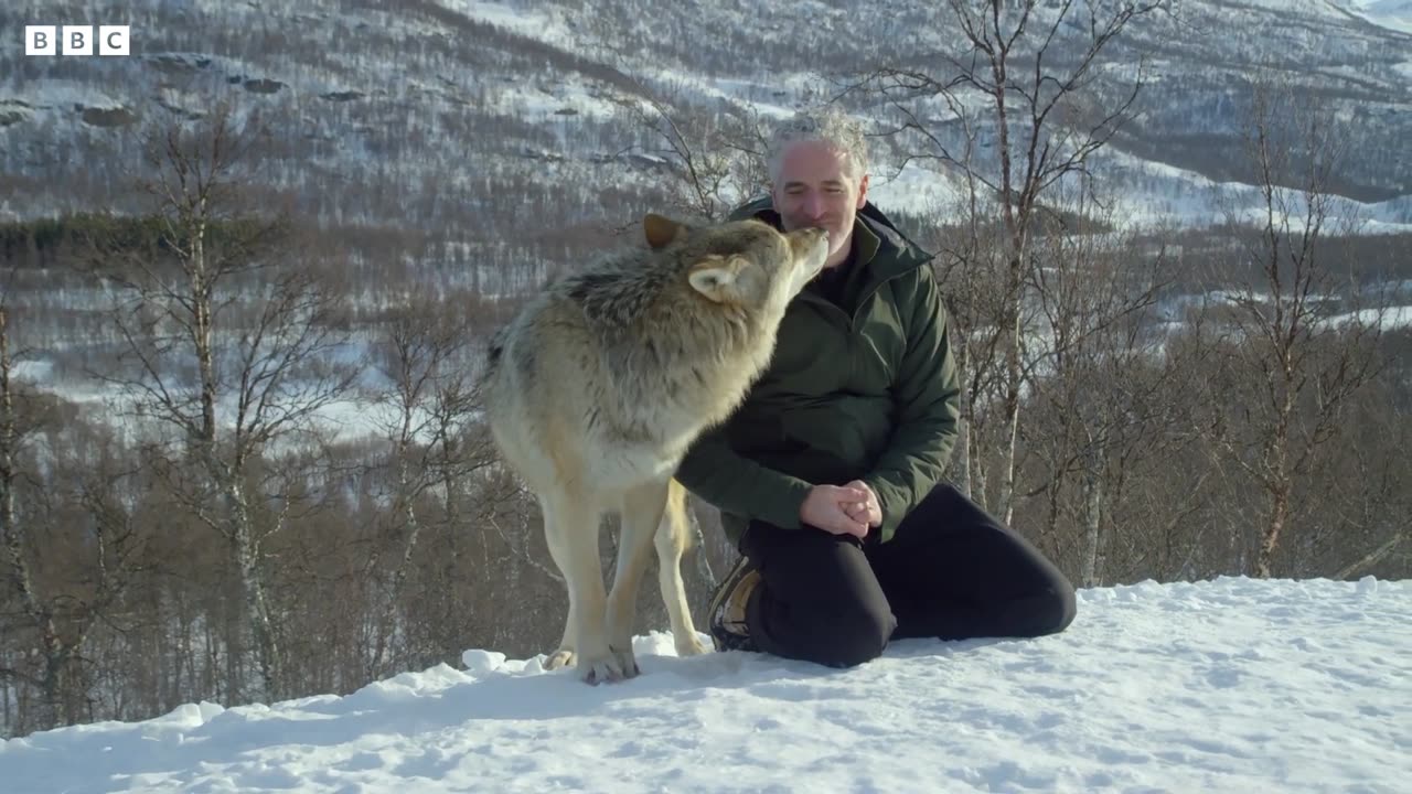 Accepted into a Wolf Pack | Snow Animals | BBC Earth