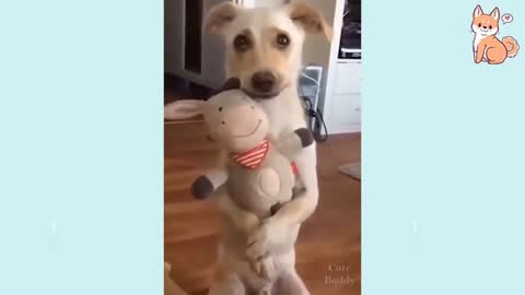 Cute Puppies 😍 Cute Funny and Smart Dogs/Cute Buddy