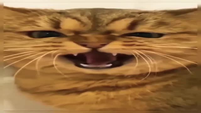 funny cat