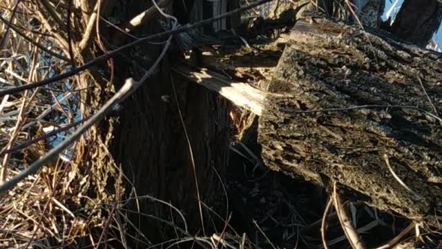 An otter builds its nest in spring