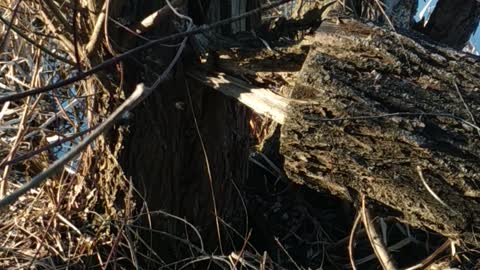 An otter builds its nest in spring