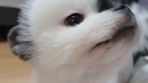 Close-up shot of a puppy's face