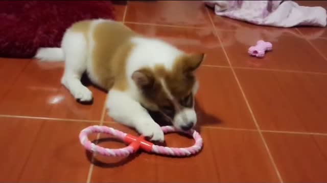 Puppy gets toy and gets upset when she tries to take it back