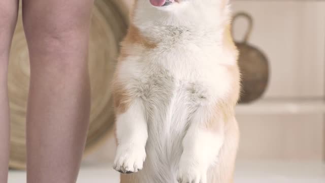 Watch what that dog does.