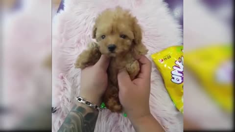 AWW Animals SOO Cute! Cute baby animals Videos Compilation cute moment of the animals.