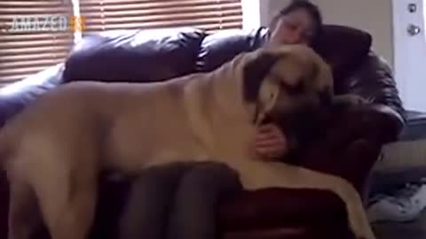 5 Dog breeds that are more stronger than pitbull