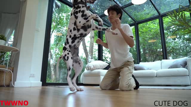 Funny & Cute Dog Videos 2021- 🤣🐶 It's time to LAUGH with Dog's-Super Funny Dog Videos #10