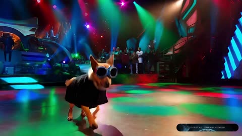 Dancing Pets and Clown Show - Hilarious Animal Performances | Digital Dream Videos