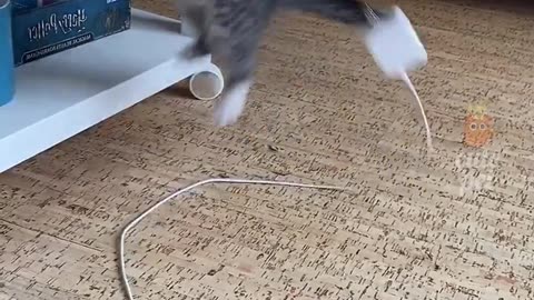 Kitty:I need to call the police. A charger hit me
