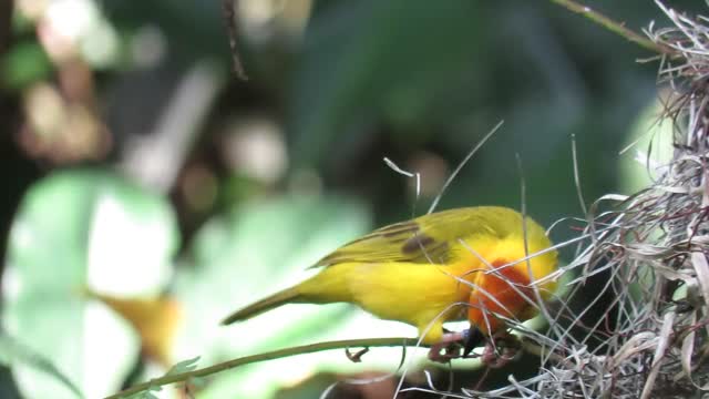 The most beautiful birds in nature 😍